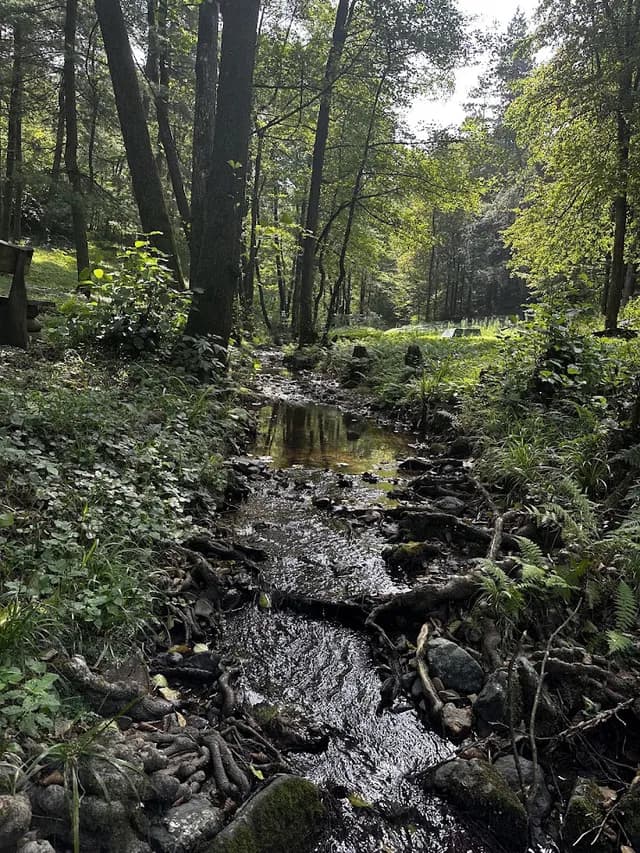 Šumski potok u prirodi oko Goranskog jezera kod Doboja