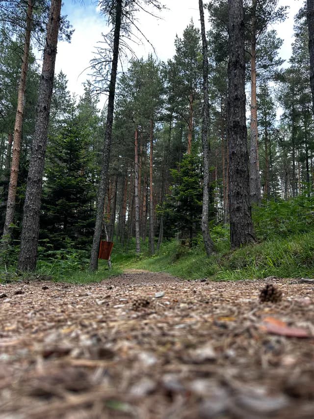 Obilježena staza kroz borovu šumu na Hajdučkim vodama